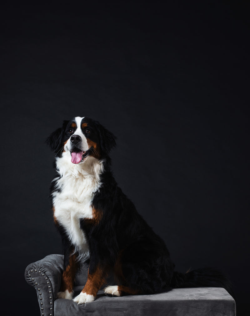 Pet Essentials